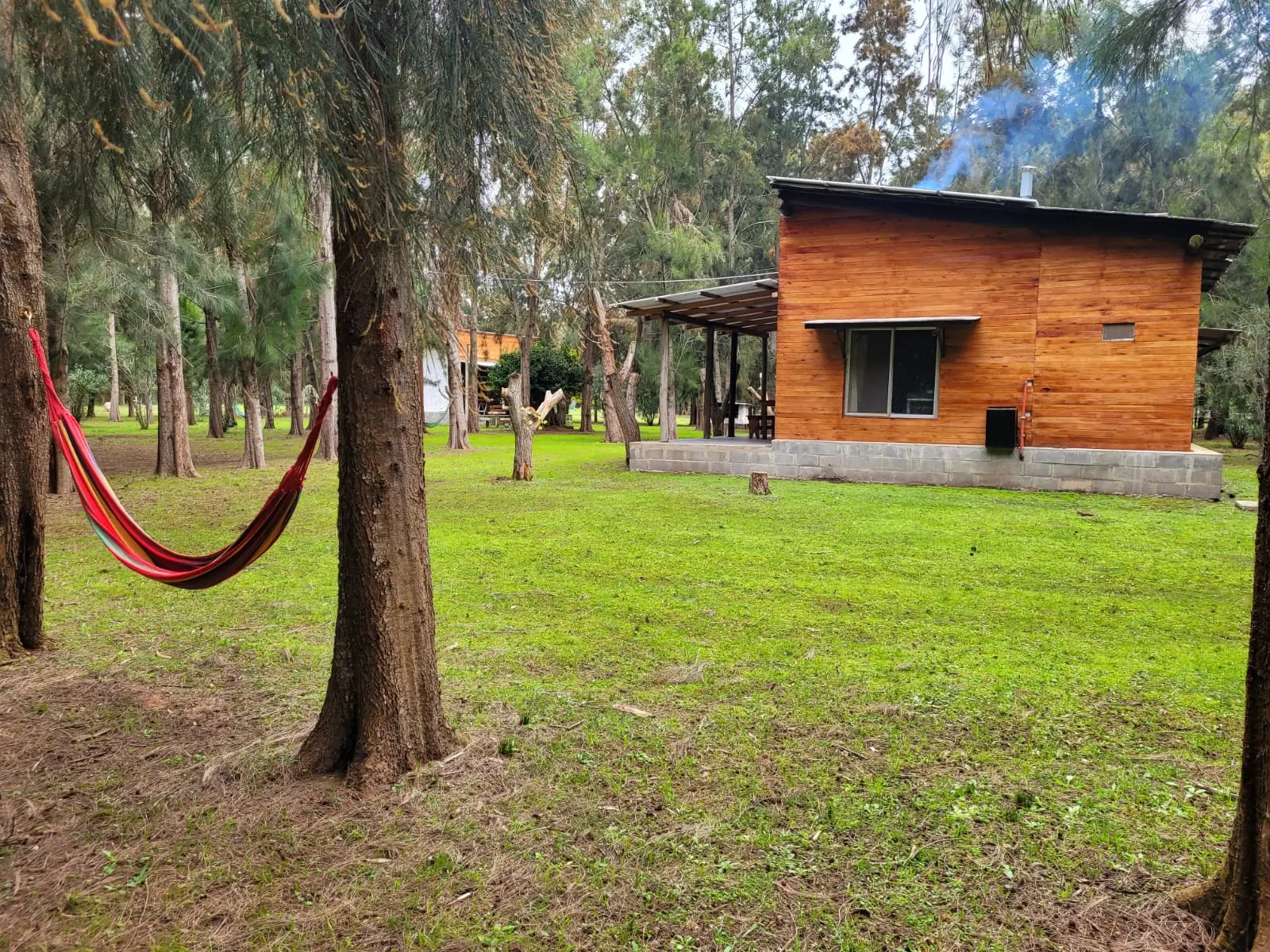 Cabañas de madera entre los pinos